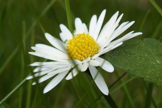 雏菊在什么季节开放,第3图