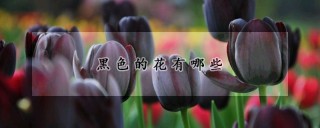 黑色的花有哪些,第1图