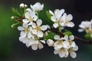 樱花树施什么肥料长得快，生长期给足氮肥,第2图