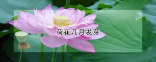 荷花几月发芽,第1图