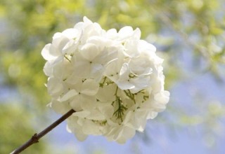 绣球花有多少品种，最珍贵的5种花型,第2图