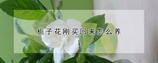 栀子花刚买回来怎么养,第1图