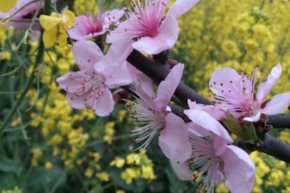 桃花夏季如何修剪，对桃花进行摘心以及疏枝处理,第3图