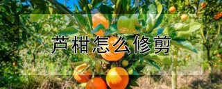 芦柑怎么修剪,第1图