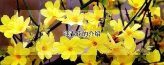 迎春花的介绍,第1图