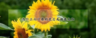为什么向日葵的花总是朝着太阳,第1图