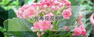 长寿花花期,第1图