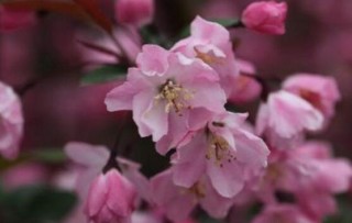 海棠花烂根怎么办，海棠花烂根解决办法,第1图