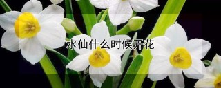 水仙什么时候开花,第1图