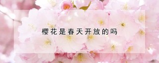 樱花是春天开放的吗,第1图