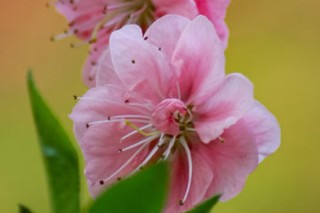 桃花花蕊的颜色和形状,第3图