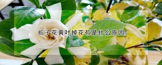 栀子花黄叶掉花苞是什么原因,第1图