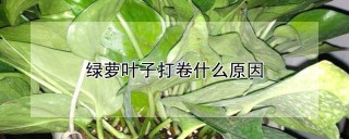 绿萝叶子打卷什么原因,第1图