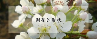 梨花的形状,第1图