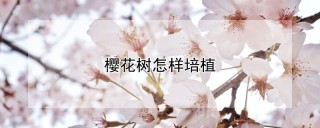 樱花树怎样培植,第1图