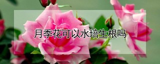 月季花可以水培生根吗,第1图