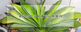 君子兰叶子发黄可以剪掉吗,第1图