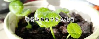 铜钱草有虫子怎么处理,第1图