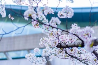 樱花树几天浇一次水，春夏秋冬四季浇水各不相同,第4图