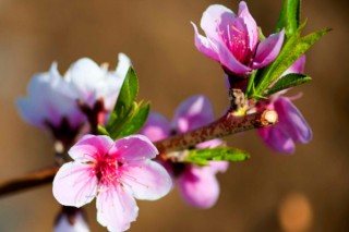 桃花先开花还是先长叶,第3图