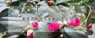 茶花不死也不长新叶怎么办,第1图