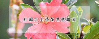 杜鹃红山茶花注意事项,第1图