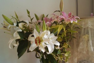 香水百合花期，每年4-7月都可以开花（花期为2个月）,第4图