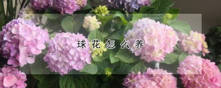 球花怎么养,第1图