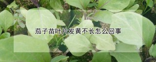 茄子苗叶片发黄不长怎么回事,第1图