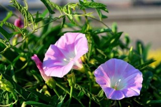 牵牛花如何种植，牵牛花种植步骤,第2图