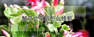 蟹爪兰花后怎么修剪,第1图