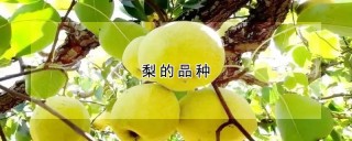 梨的品种,第1图