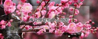 梅花掉花苞什么原因,第1图