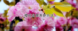樱花盆景养护方法,第1图