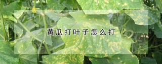 黄瓜打叶子怎么打,第1图