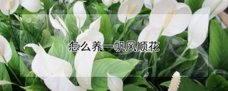 怎么养一帆风顺花,第1图