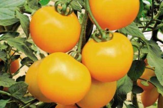 西红柿怎么种植和管理,第3图