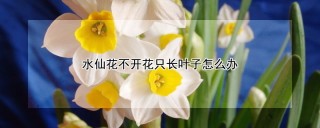 水仙花不开花只长叶子怎么办,第1图