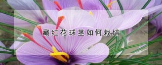 藏红花球茎如何栽培,第1图