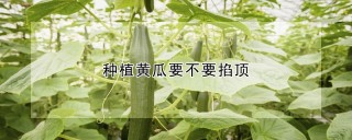 种植黄瓜要不要掐顶,第1图