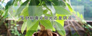 发财树喜欢阳光还是阴凉,第1图