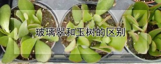 玻璃翠和玉树的区别,第1图