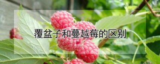 覆盆子和蔓越莓的区别,第1图