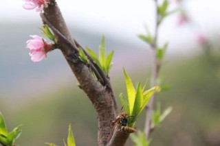 桃花的芽长什么样子,第3图