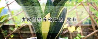 虎皮兰的养殖方法 盆栽,第1图