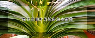 君子兰的叶片过多怎么修剪,第1图