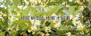 桂花树怎么修剪才好看,第1图