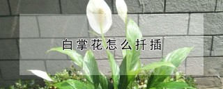 白掌花怎么扦插,第1图