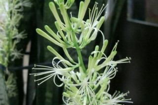 虎皮兰绝配的花盆,第3图