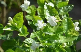 茉莉花什么时候开花，茉莉花一年可开三次花,第2图